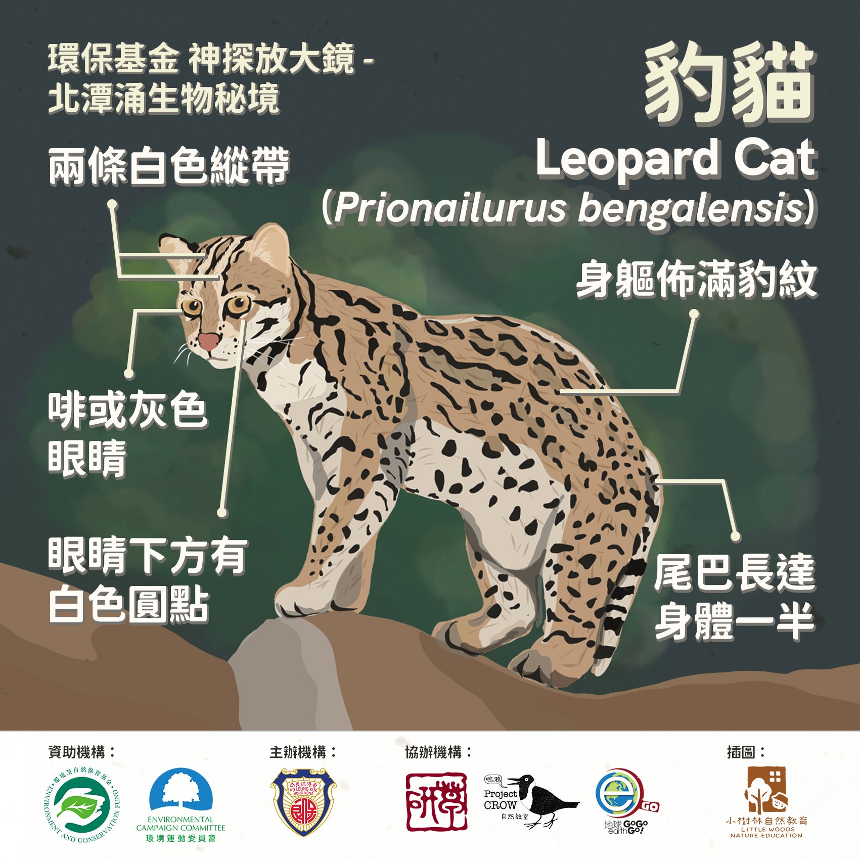 Leopard Cat